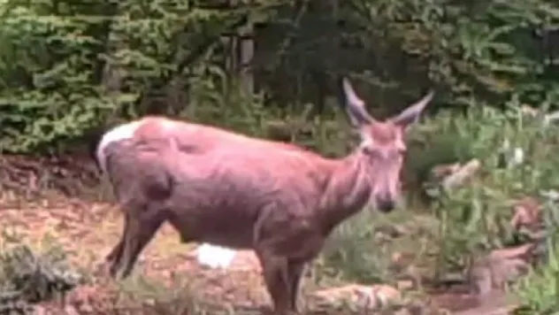 Geyiğin su keyfi fotokapanla görüntülendi