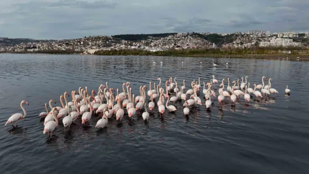 İzmit Körfezi'ne flamingo akını, sayıları katlandı