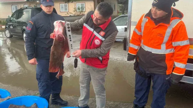 Kocaeli'de kaçak av operasyonu!