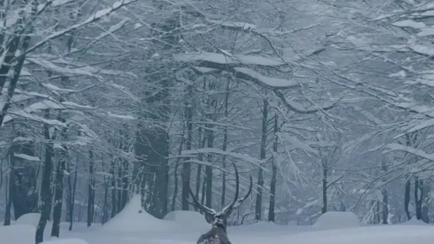 Karla kaplı Kartepe'de kızıl geyik güzelliği