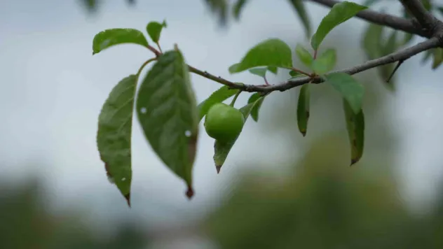 Kış ayına günler kala çiçek açan erik ağaçları meyve verdi