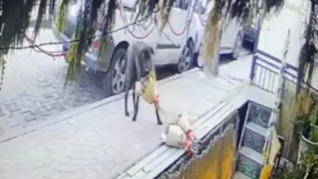 Kokina hırsızı sevimli köpek kameraya yakalandı