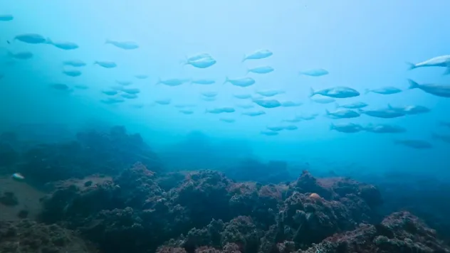 Körfez yeniden can buldu