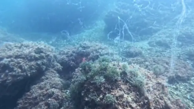 Marmara Denizi'nde yeni müsilaj alarmı
