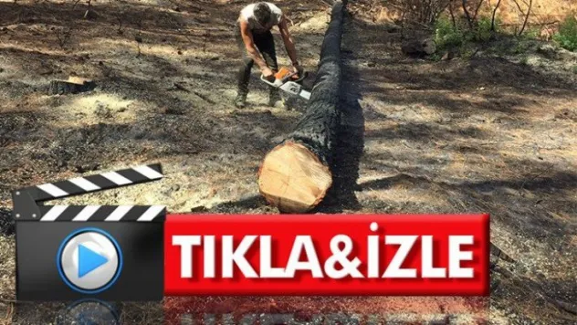 Muğla'da 5 milyon metreküp ağaç kesilecek!