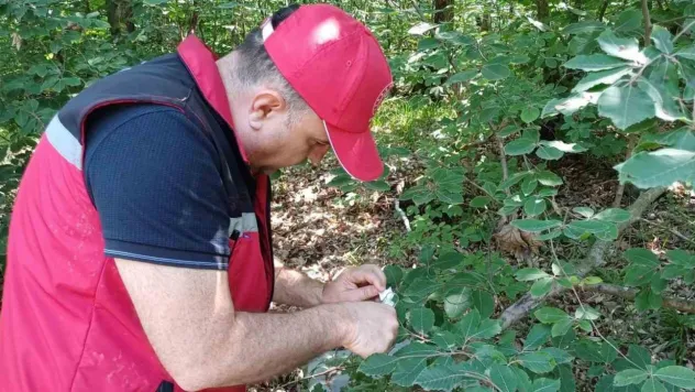 Savaşçı arılar tek tek bırakıldı