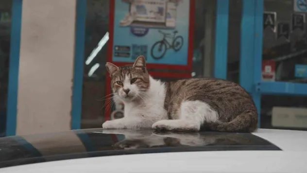 Sokak kedilerinin market mesaisi