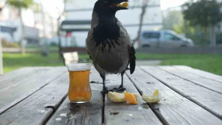 Bu karga çay içip Rize helvası yiyor: Organik gıdaları seviyor