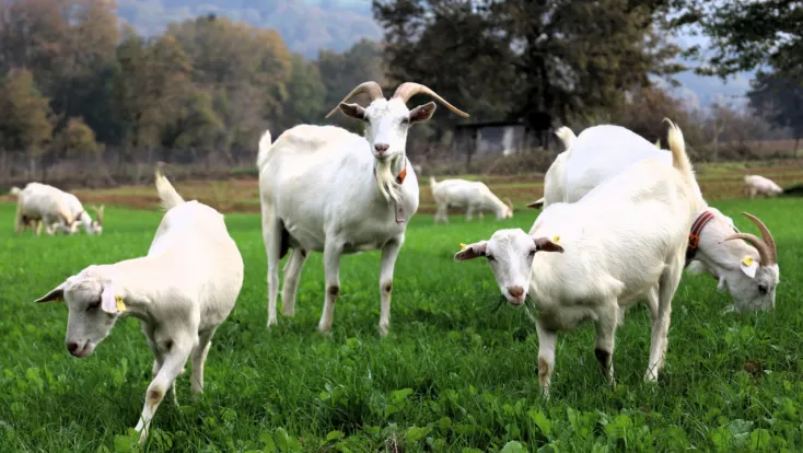 Burası Alpler değil, tarım kenti Kocaeli