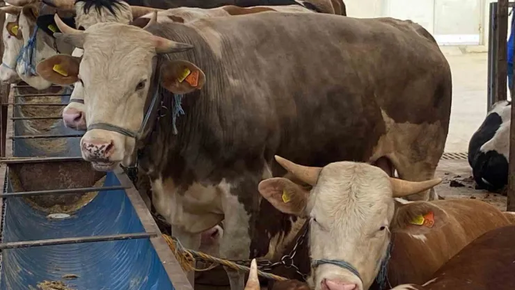 Uzman isimden kurbanlık uyarısı