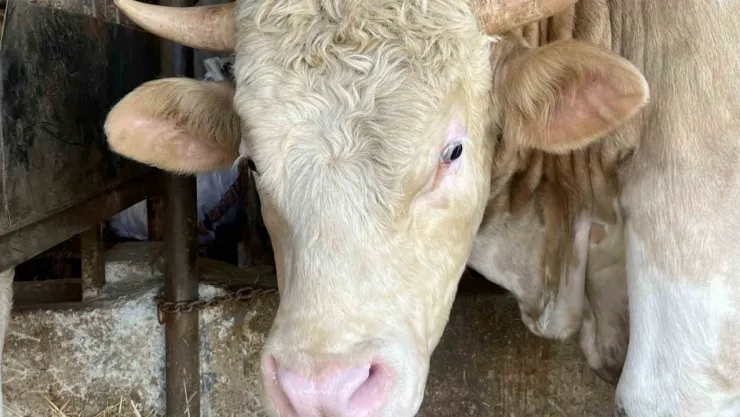 1 ton 100 kiloluk Paşa 265 bin TL'ye satıldı