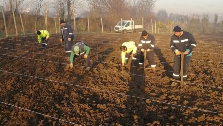 10 bin çuha fide toprak ile buluştu