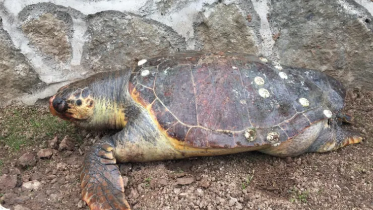 100 kiloluk deniz kaplumbağası kıyıya vurdu