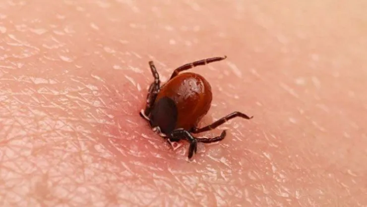 4 yaşındaki çocuğu kene ısırdı!