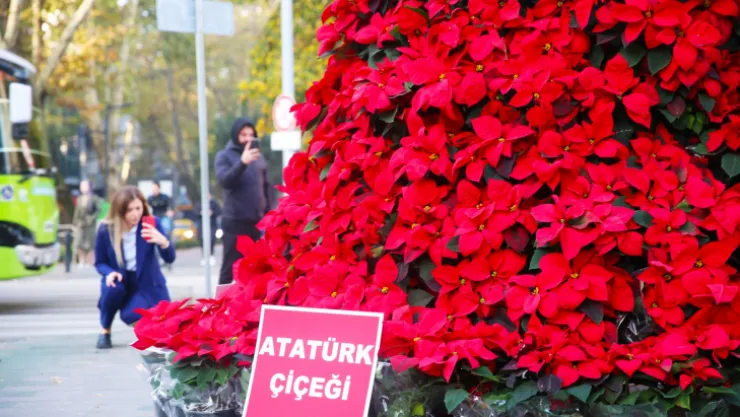 84. yılda 1084 Atatürk çiçeği
