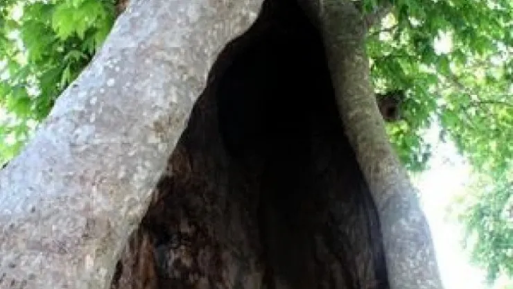 850 yaşındaki çınar ağacı zamana meydan okuyor
