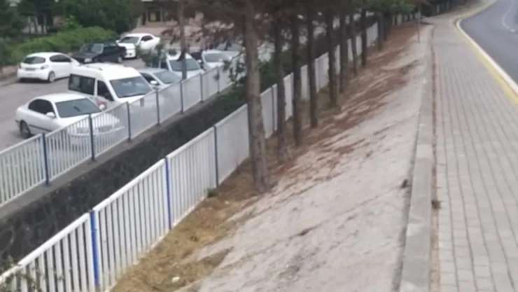 Ağacın dibine beton dökülür mü?