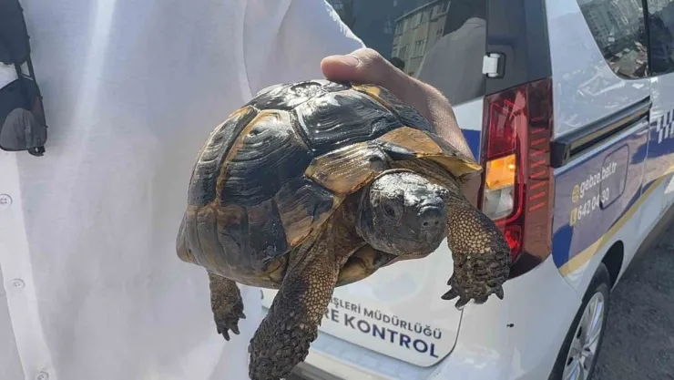 Ağaçlık alan ve gecekonduya sıçrayan yangın söndürüldü