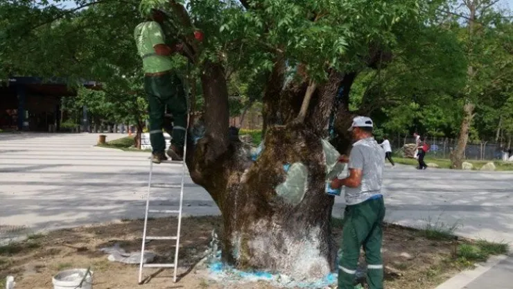 Asırlık ağaç tedavi edildi
