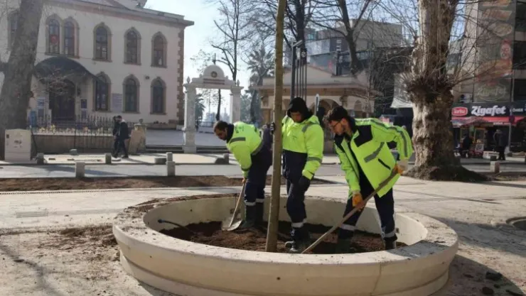 Asırlık çınarların yerine yenileri dikiliyor
