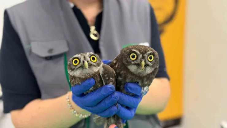 Bacadan kurtarılan baykuşlar Ormanya'ya teslim edildi