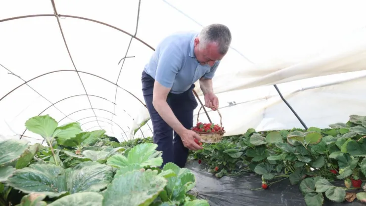 Başkan Büyükakın çilek hasadına katıldı