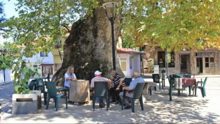 Bin 231 yıllık anıt çınar, bunaltıcı havalarda köylünün kliması oldu