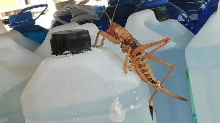 Böylesi ilk kez görüntülendi! Etçil dev çekirge Türkiye'de görüldü