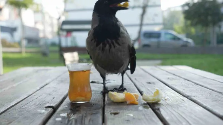Bu karga çay içip Rize helvası yiyor: Organik gıdaları seviyor