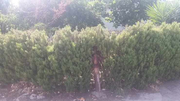 Bu yangın hidratları çalışıyor mu?