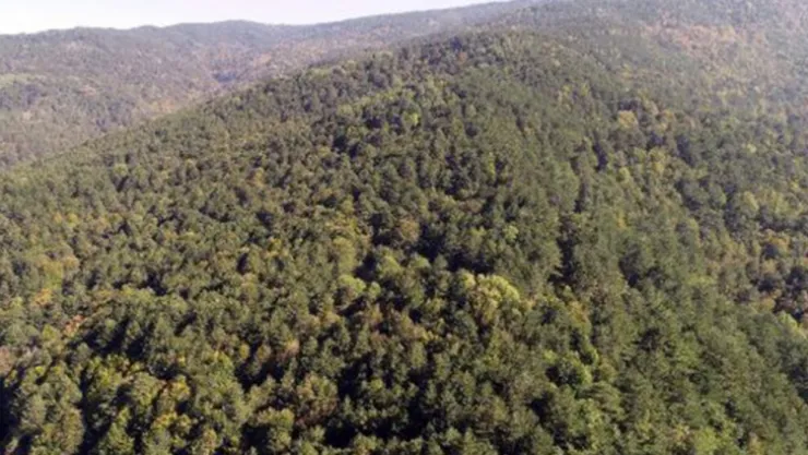 Çamlıtepe ve Arızlı orman sınırından çıkarıldı!