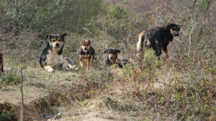 Çiğ etle beslenen köpekler mahallede tehlike saçıyor