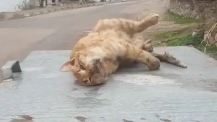 Derince'de vahşet! Kediyi öldürüp, çöpe attılar!