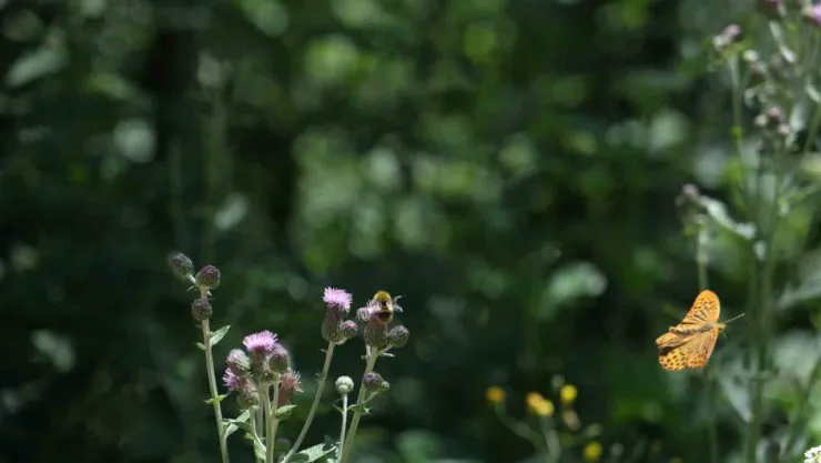 Doğaseverler Kuzuyayla'da 144 farklı tür gözlemledi