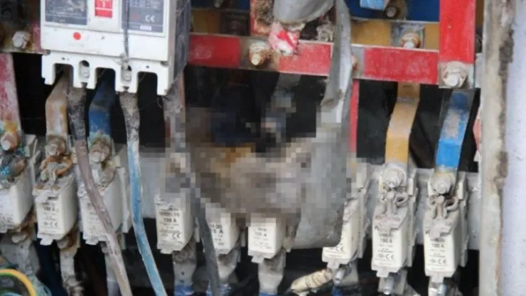Elektrik panosuna giren fare telef olunca iş merkezini elektriksiz bıraktı 