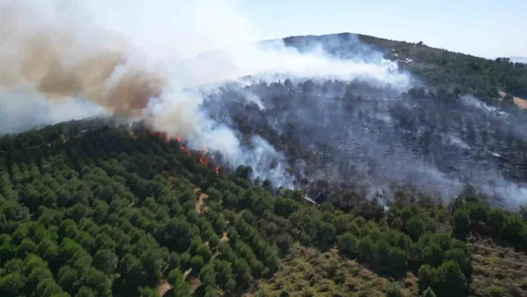 Gebze'deki orman yangını kontrol altına alındı