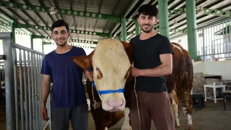 Hayvan pazarının gözdesi oldular