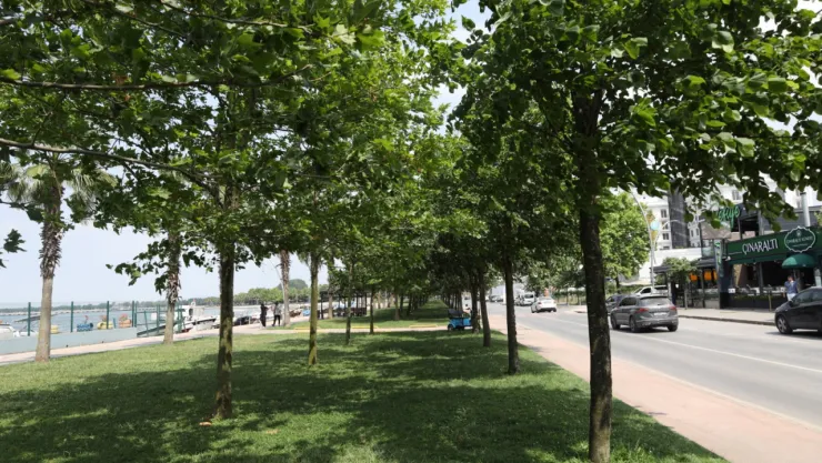 Ihlamur kokusu sardı her yanı