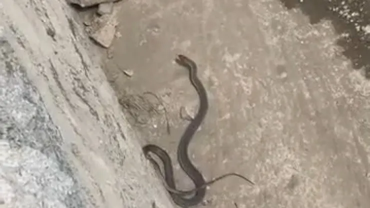 Kocaeli'nin o ilçelerinde yılan paniği