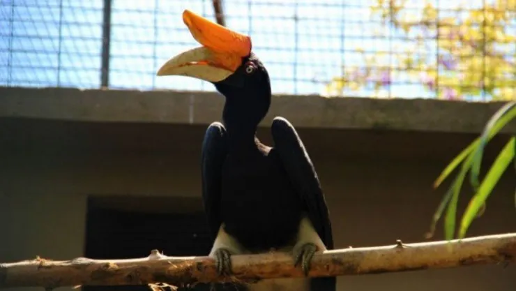 İnsanoğlunun aksesuar sevdası bu türün sonunu getiriyor