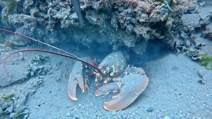 İzmit Körfezi'nde görüntülendi! Dalgıçlar inanamadı