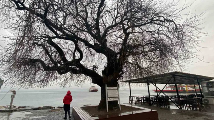 İzmit Körfezi'nin dibinde, 4 buçuk asırdır ayakta duruyor