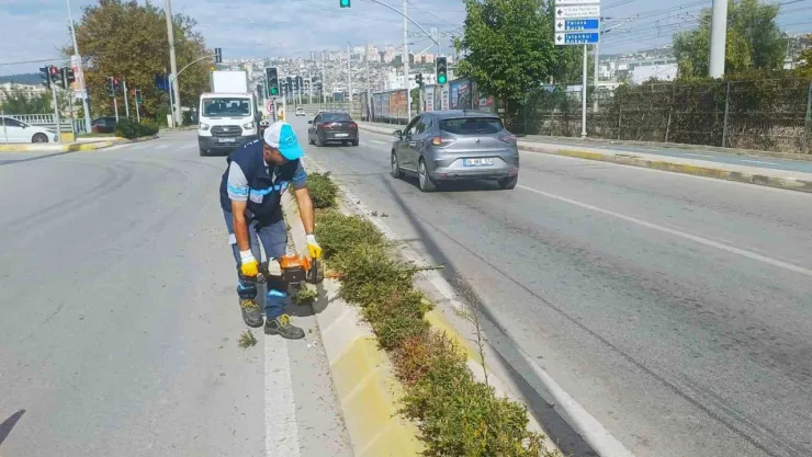 İzmit'te sonbahar budaması