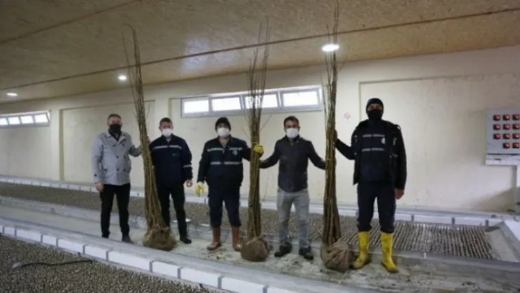 İzmit'te ipek böcekçiliği canlandırılacak
