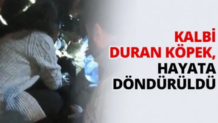 Kalbi duran köpek, hayata döndürüldü