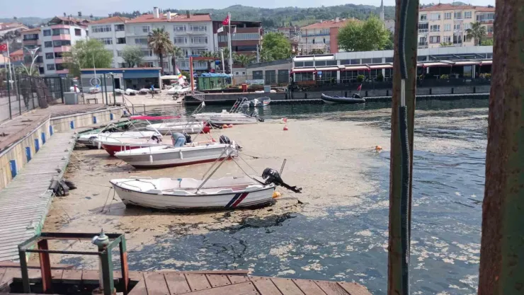 Kocaeli'de sahil müsilajla kaplandı