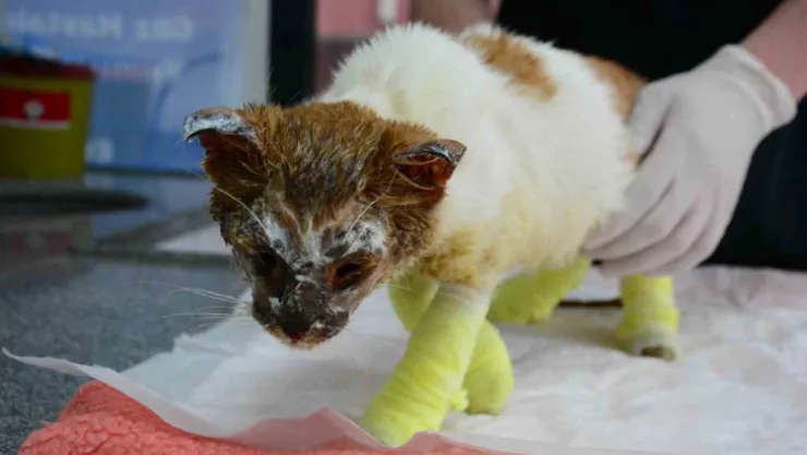 Kimyasal maddeye bulaşan kedi yürekleri burktu