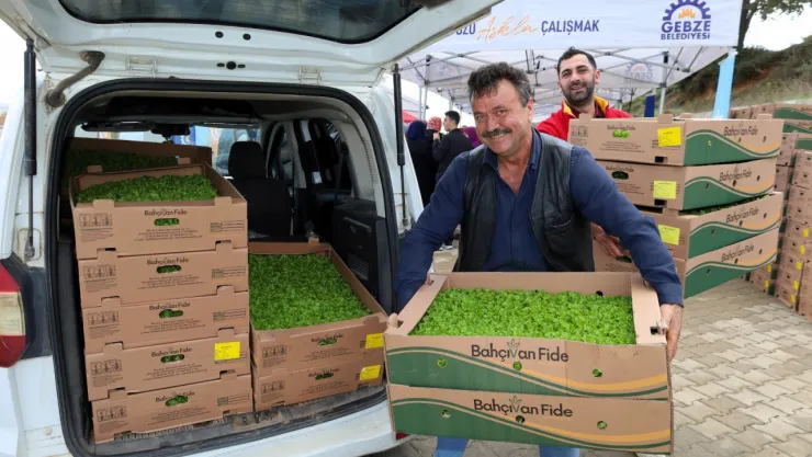 Kocaeli Büyükşehir'le tarlalar bereketleniyor Gebzeli çiftçiye 500 bin sebze fidesi