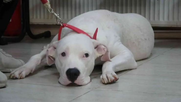 Kocaeli'de 400 yasaklı köpek kayıt altına altındı