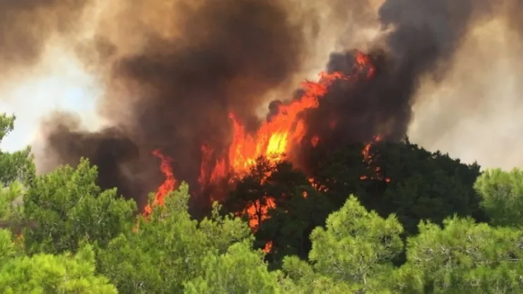 Kocaeli'de korkutan orman yangını!